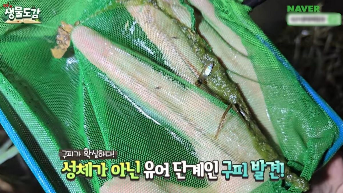 하천에서 발견된 유어 단계의 구피. / 유튜브 'TV생물도감'