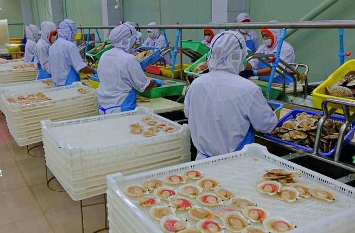 태국 현지 공장에서 일본산 가리비 손질하는 모습. / 부산본부세관 제공