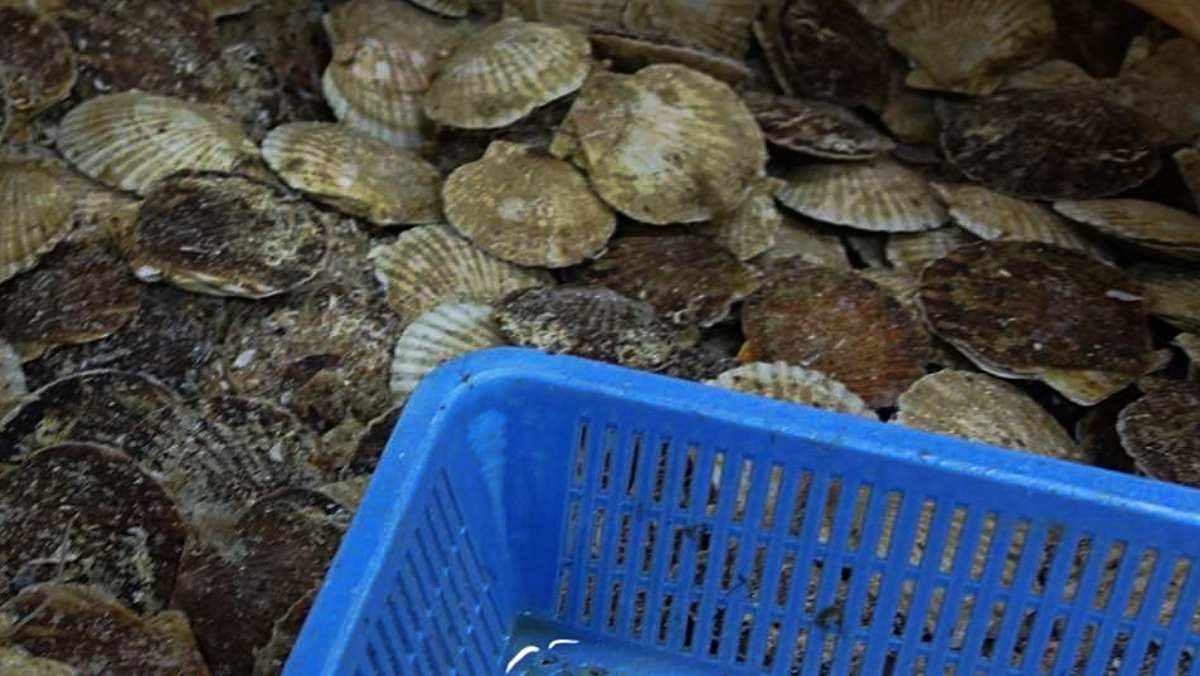 대형자루에 일본산 가리비가 담겨 있다. / 부산본부세관 제공