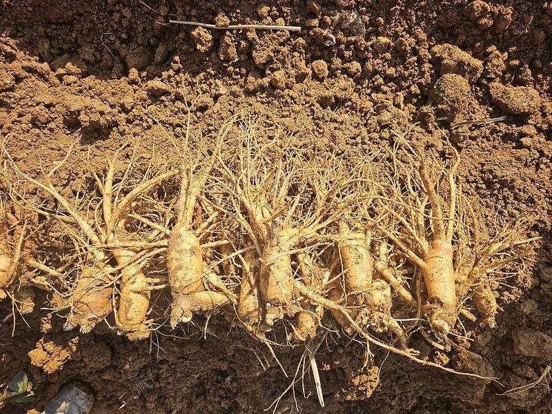 제철인 강화고려인삼 자료사진. / 강화군