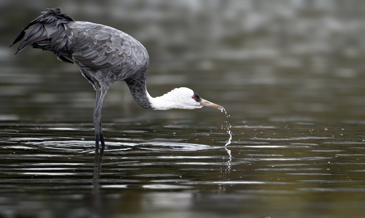 울산시는 최근 울산 울주군 회야강과 남창들 일대에서 국제보호조이자 천연기념물인 흑두루미 1마리가 관찰됐다고 27일 밝혔다. 사진은 지난 17일 울산 회야강에서 발견된 흑두루미 모습. 흑두루미는 세계자연보전연맹(IUCN) 적색목록 '취약종'으로 분류된 국제보호조이다. 천연기념물 제228호이자 환경부 지정 멸종위기 야생생물 Ⅱ급이기도 하다. / 조현표 새 통신원 제공-울산시