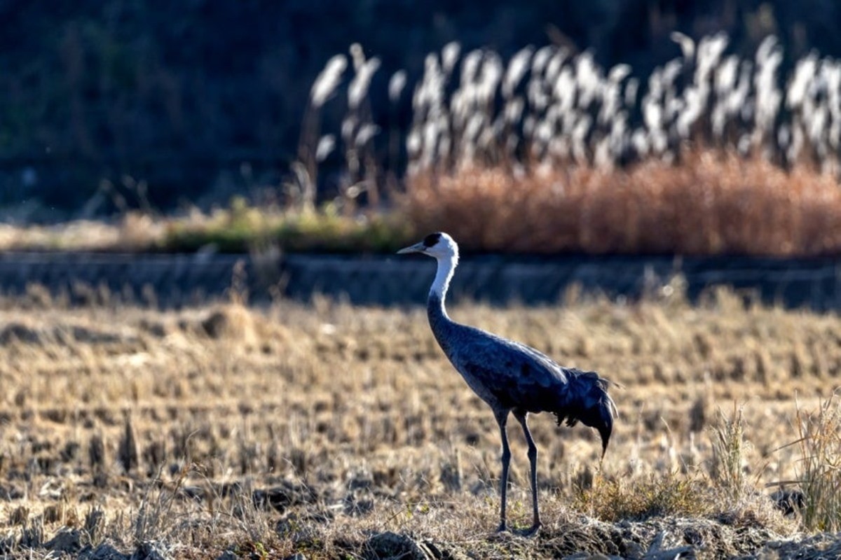 논에서 먹이활동 중인 흑두루미 모습. 흑두루미는 세계자연보전연맹(IUCN) 적색목록 '취약종'으로 분류된 국제보호조이다. 천연기념물 제228호이자 환경부 지정 멸종위기 야생생물 Ⅱ급이기도 하다. / 윤기득 시민생물학자 제공-울산시