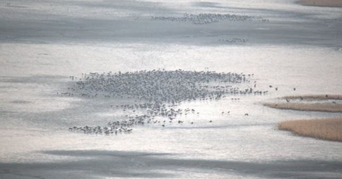 흑두루미 무리 모습. 기사 이해를 돕기 위한 자료 사진으로 기사 내용과 직접적인 관련은 없습니다.
