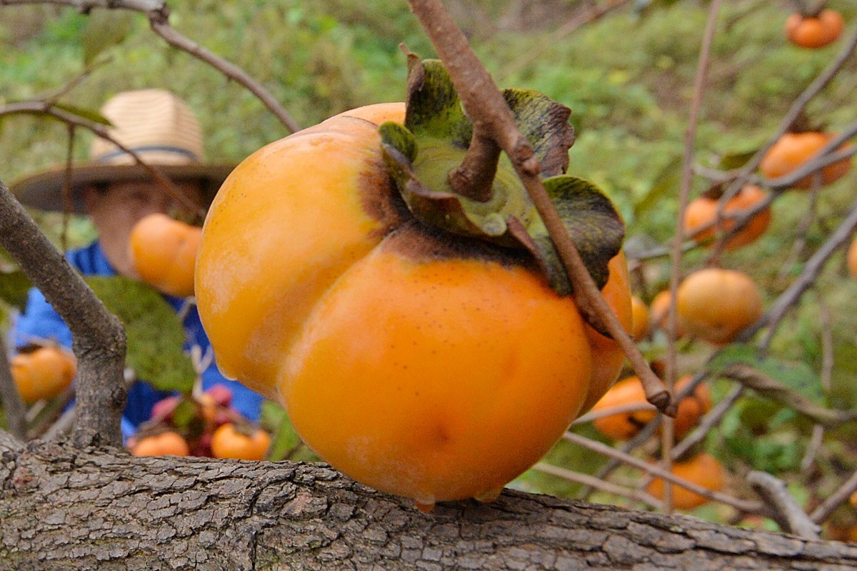 탐스럽게 익은 감 모습. 기사 이해를 돕기 위한 자료 사진입니다. / 뉴스1