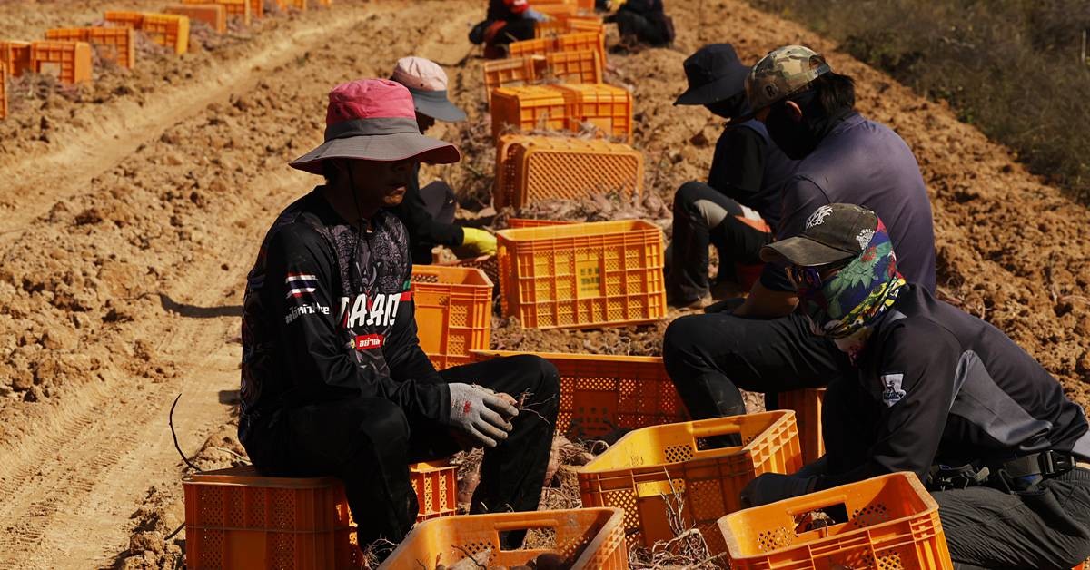 농민들이 고구마 수확에 한창이다 / 뉴스1