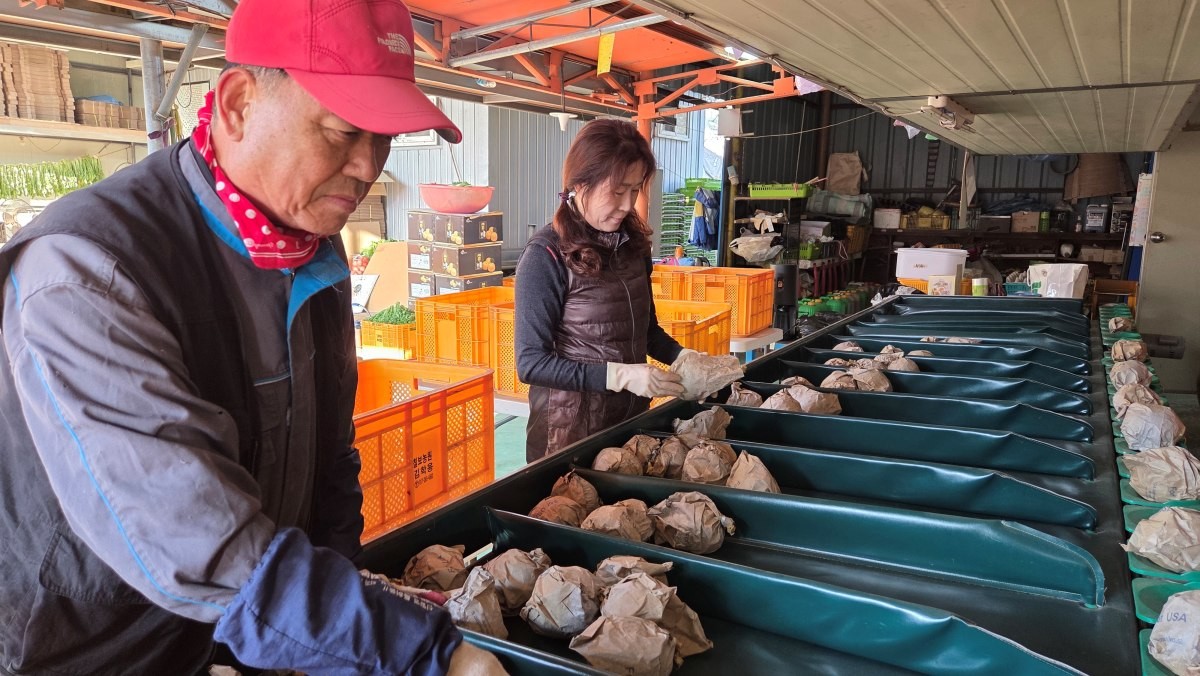 김학용 세종시과수연합회장이 배를 선별하고 있는 모습. / 세종시 제공