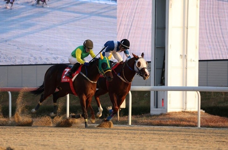 서울과 부산의 신예들이 총출동한 브리더스컵 루키 경주에서 우승을 차지하며, 올해 최고 신예로 등극한 주인공은 다실바 기수의 슈펙스위너(홍애란 마주, 문현철 조교사)였다. / 사진제공=마사회
