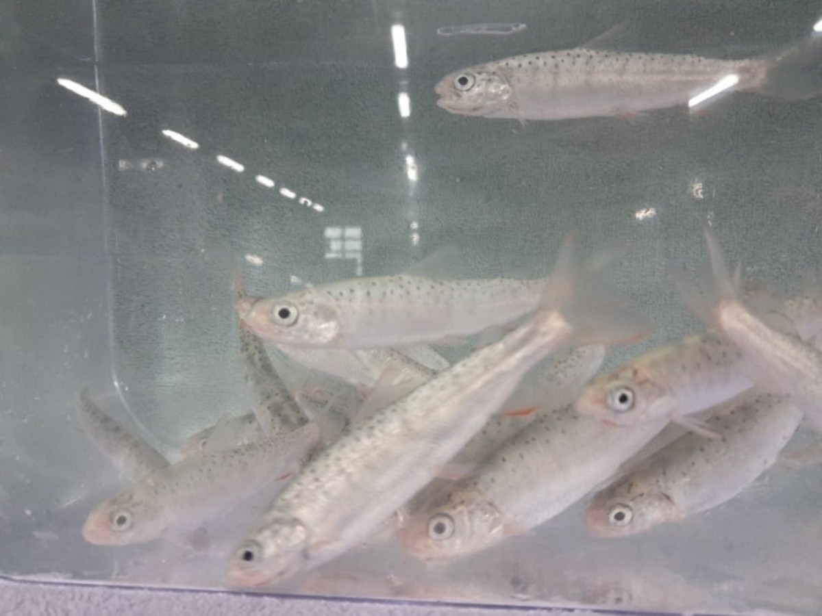 열목어 / 경북도 제공