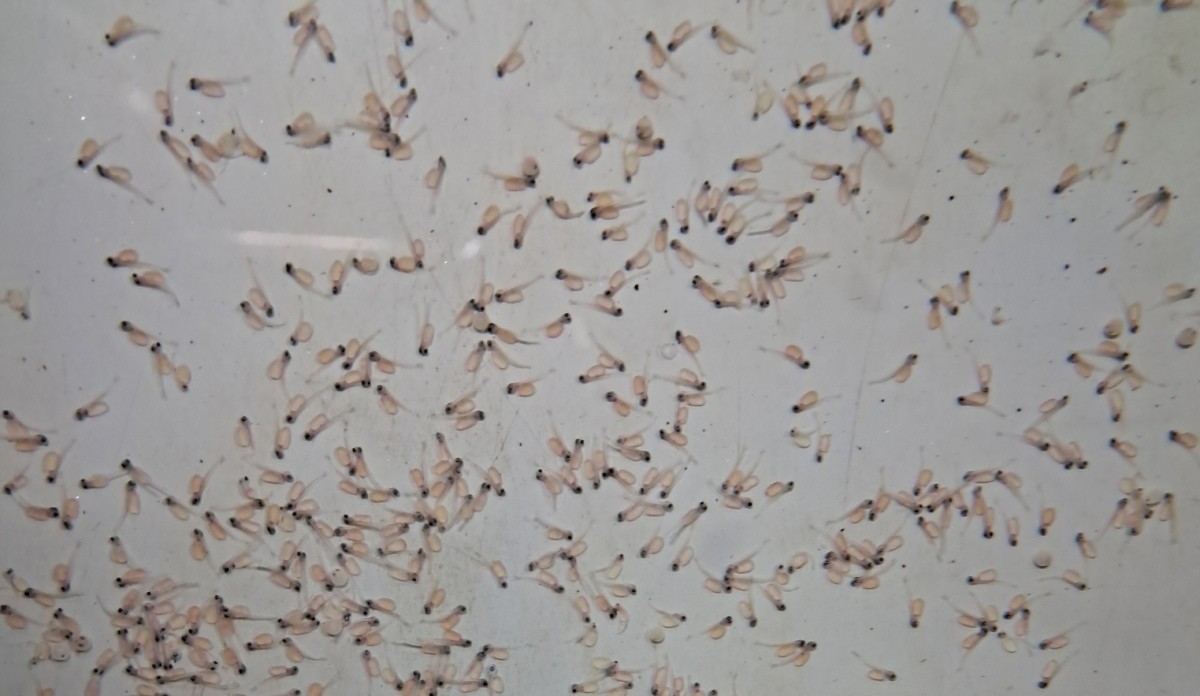 갓 부화한 열목어 치어 / 경북도 민물고기연구센터 제공