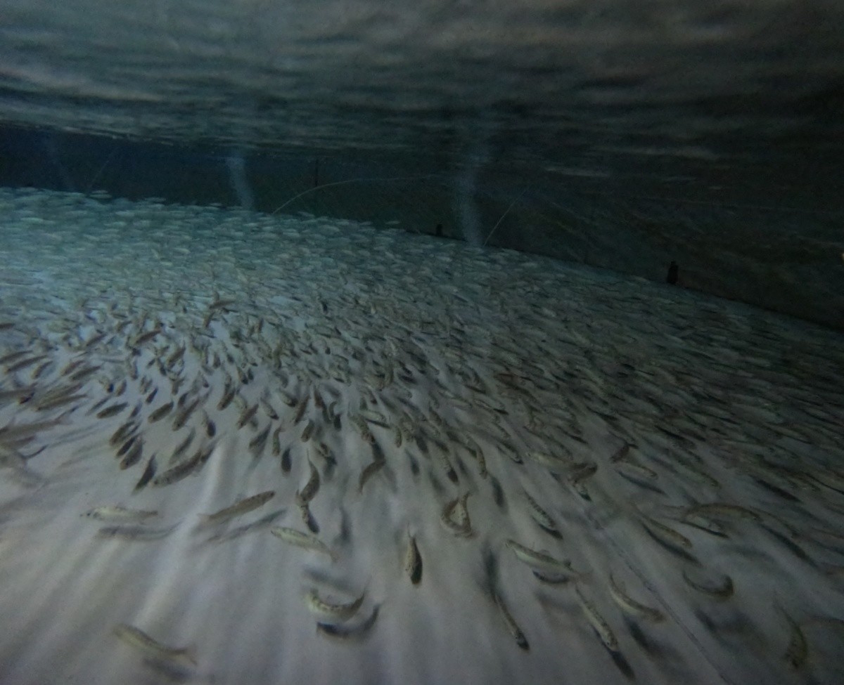 경북도 민물고기연구센터가 멸종위기 야생동물 Ⅱ급인 열목어의 자원 회복을 위해 인공 종자로 생산한 치어 2000마리를 봉화군 백천계곡에 방류했다. / 경북도 제공