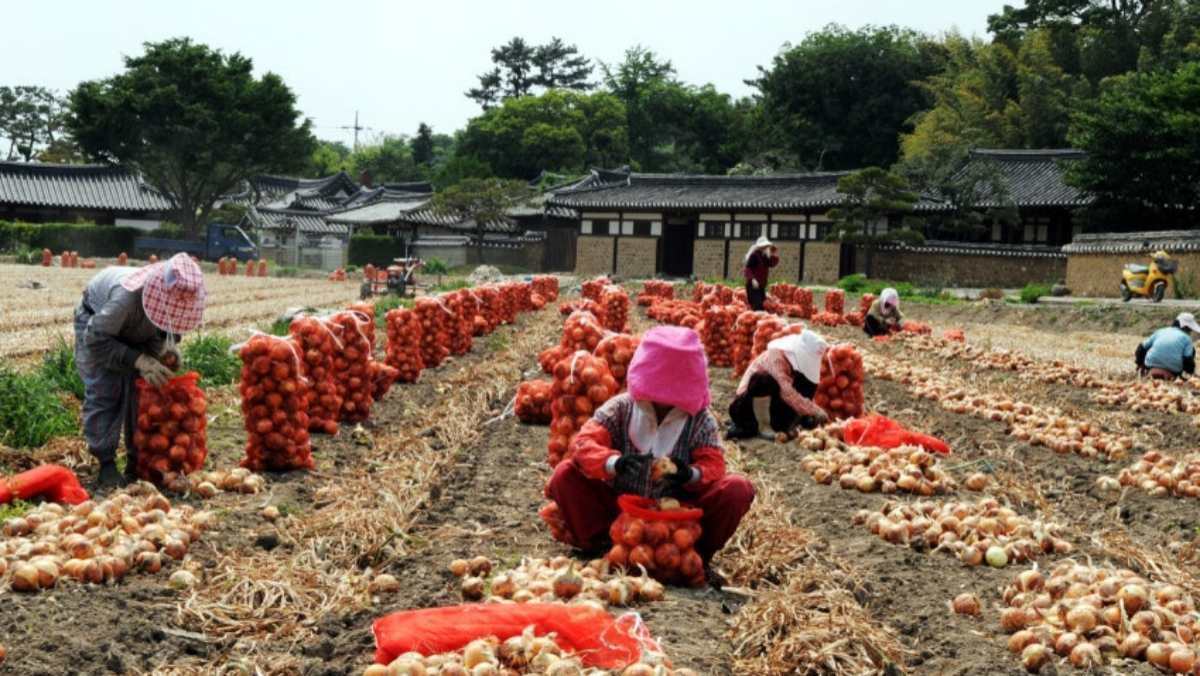 창녕 양파 시배지 / 창녕군