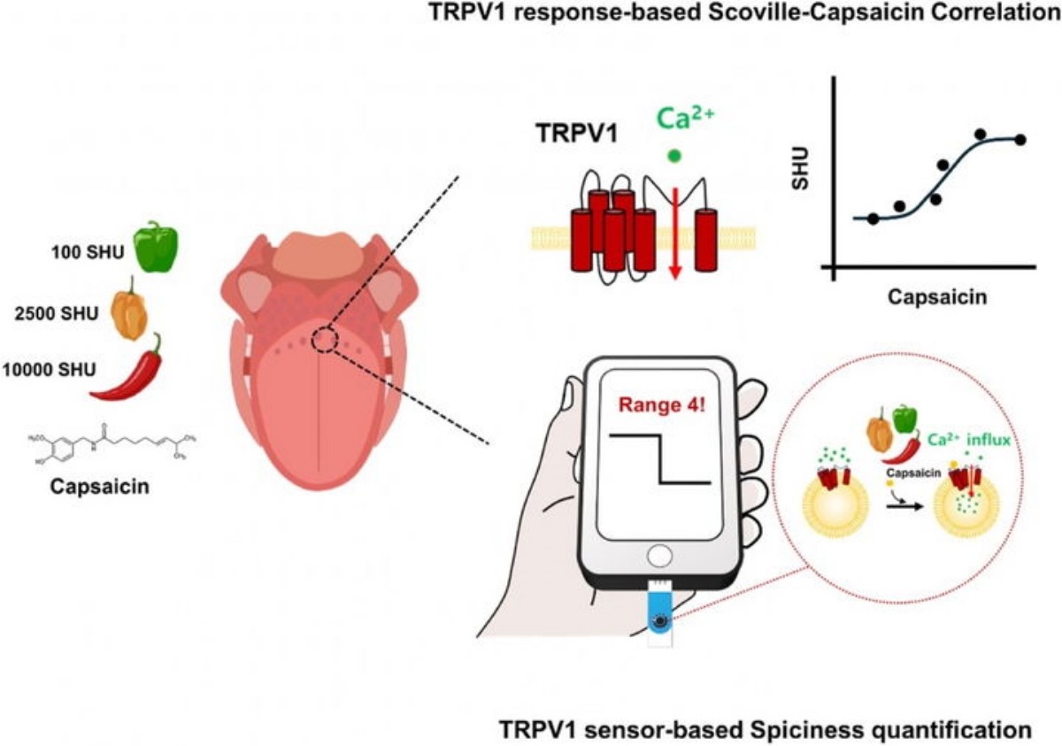 TRPV1 기반 매운맛 정량화 모식도 / 한양대학교 제공