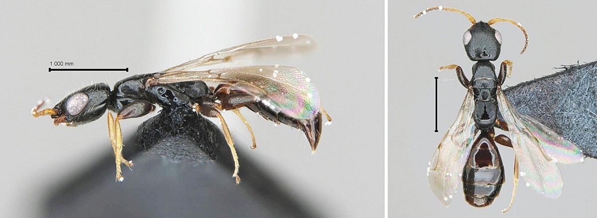 침벌 신종인 '북방침벌' 모습. 산림청 국립수목원은 임종옥 원광대 교수 연구팀과 비무장지대(DMZ) 일대 곤충을 조사하던 도중 3.7㎜ 크기의 북방침벌 암컷 3마리를 발견했다. 침벌류는 나방류와 딱정벌레류의 애벌레에 기생하며 체액을 빨아먹어 말라죽게 하는 산림해충 천적 자원이다.     이번 북방침벌 발견과 관련해 김일권 국립수목원 연구사는 '비무장지대(DMZ) 일대는 곤충 조사가 충분히 이뤄지지 않은 곳'이라며 '이번 신종 발견은 생물 다양성 연구가 얼마나 중요한지를 보여주는 사례'라고 말했다.    / 국립수목원 제공