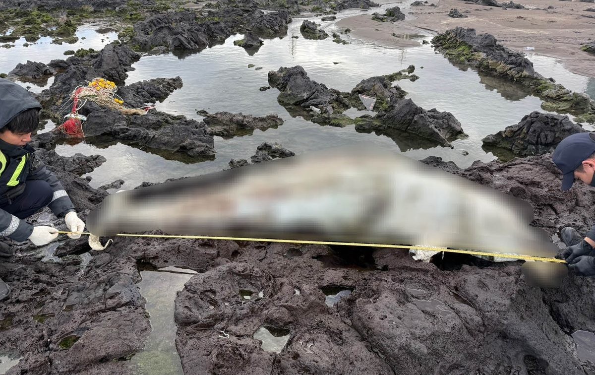 제주 삼양 앞바다에서 발견된 돌고래 사체. / 제주해양경찰서 제공