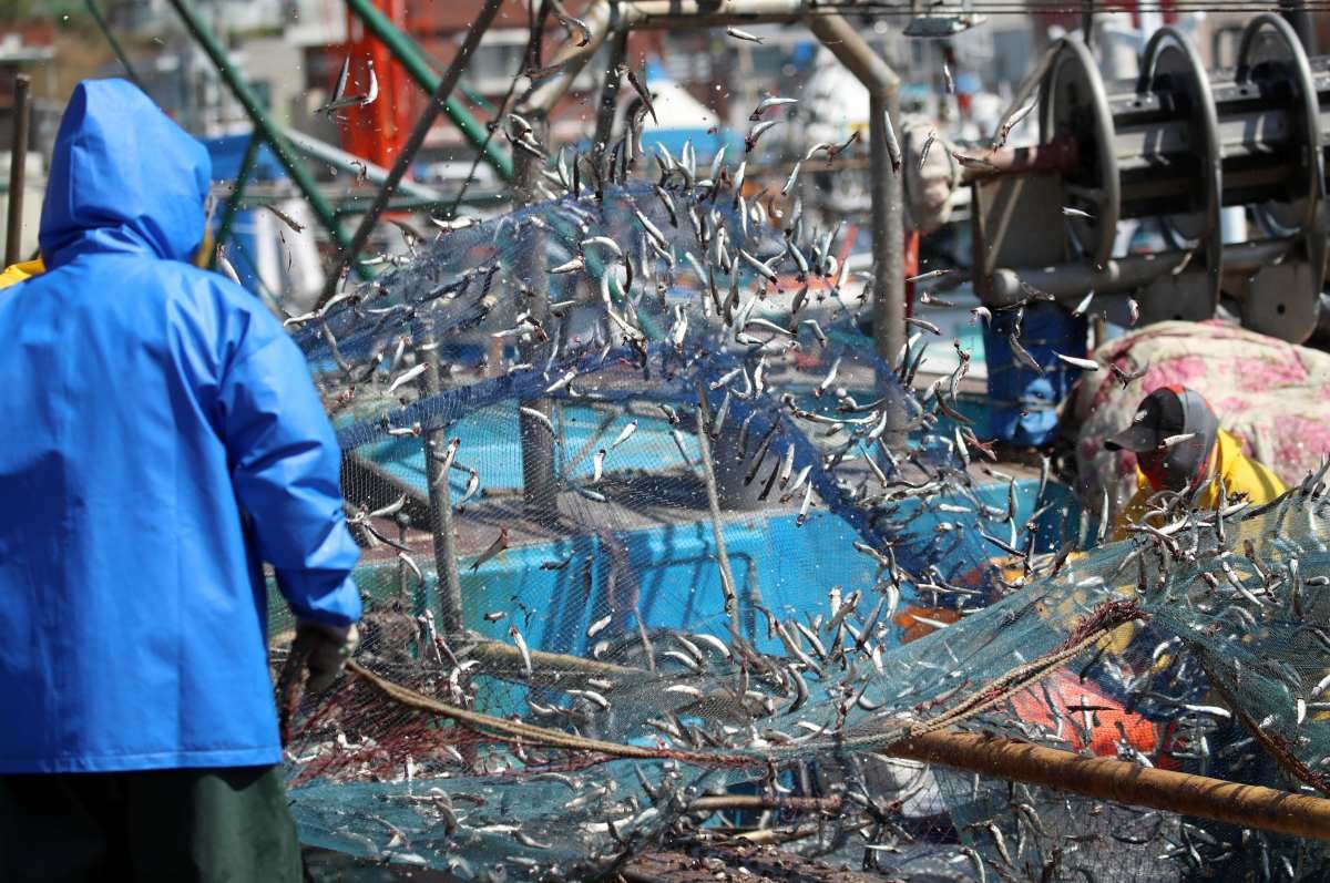 멸치털이 현장 사진. / 뉴스1