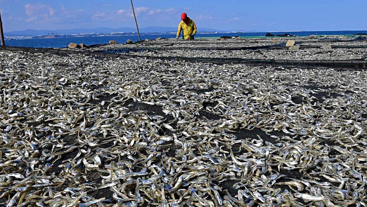 멸치 풍년. 자료사진. / 뉴스1
