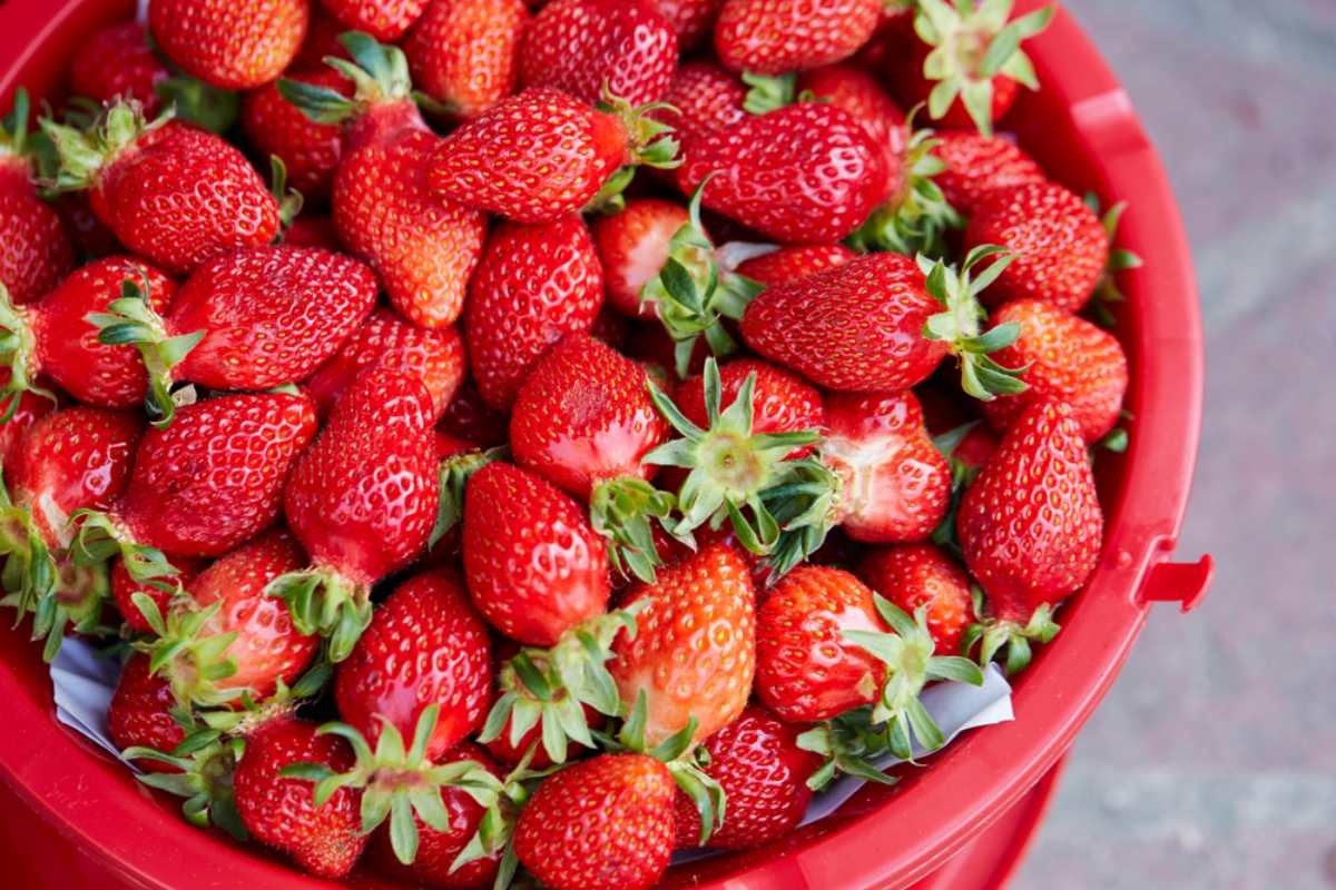 딸기 자료사진 / mnimage-shutterstock.com