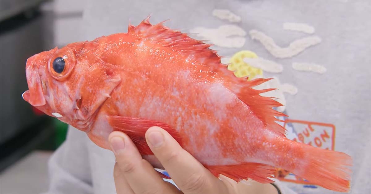 동해큰눈볼락 / '일타쿠마' 유튜브