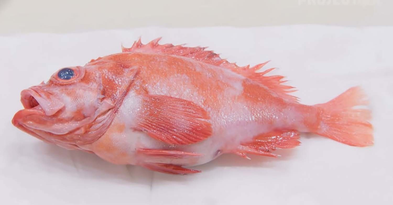 동해큰눈볼락 / '일타쿠마' 유튜브