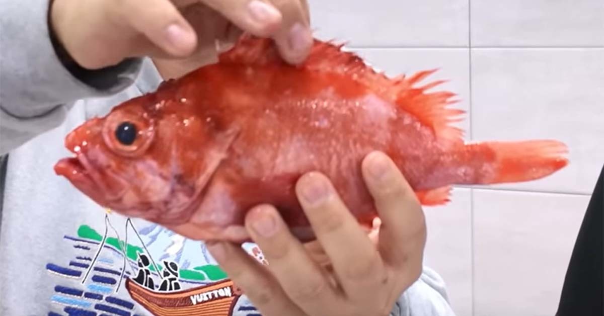 동해큰눈볼락 / '일타쿠마' 유튜브