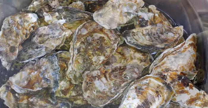 유튜브 '지니이모'