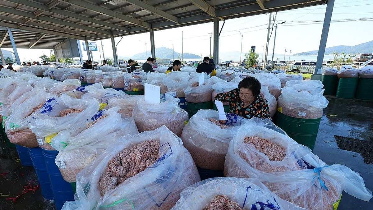 강화 추젓 / 연합뉴스