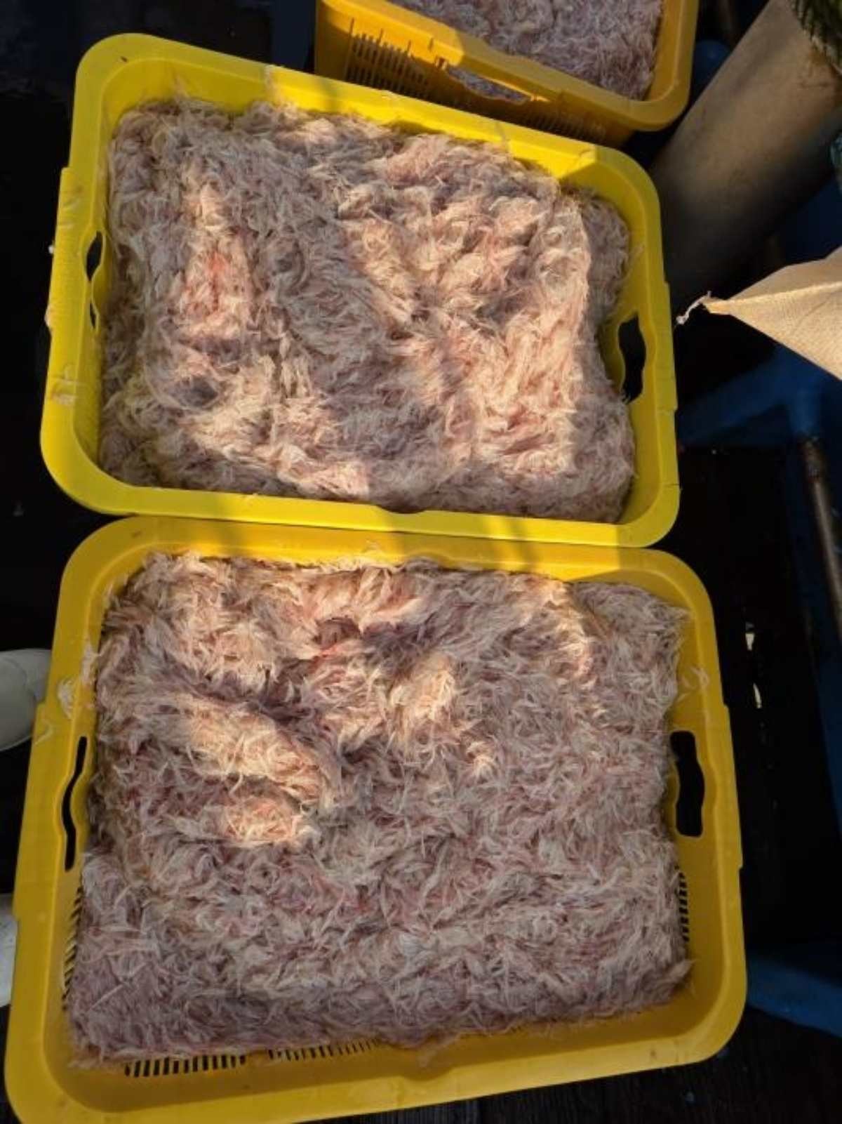 강화 추젓 / 연합뉴스