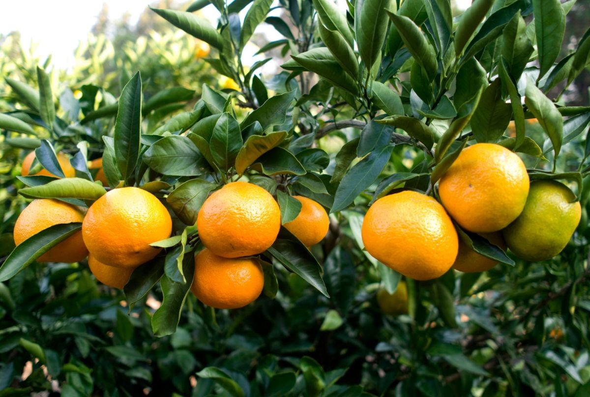 제주 귤 / Stock for you-shutterstockcom