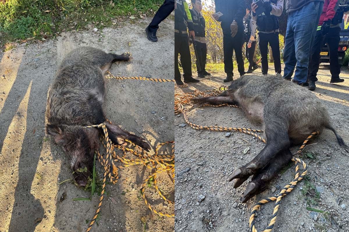 포획된 멧돼지 모습. / 부산소방재난본부 제공