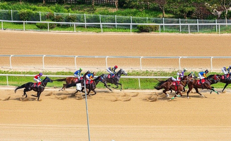 한국마사회 렛츠런파크 부산경남(본부장 엄영석)이 4주간 8일에 걸쳐 총 60개 부경 경주가 열리는 12월 경마 계획을 발표했다.  / 사진제공=렛츠런파크 부산경남
