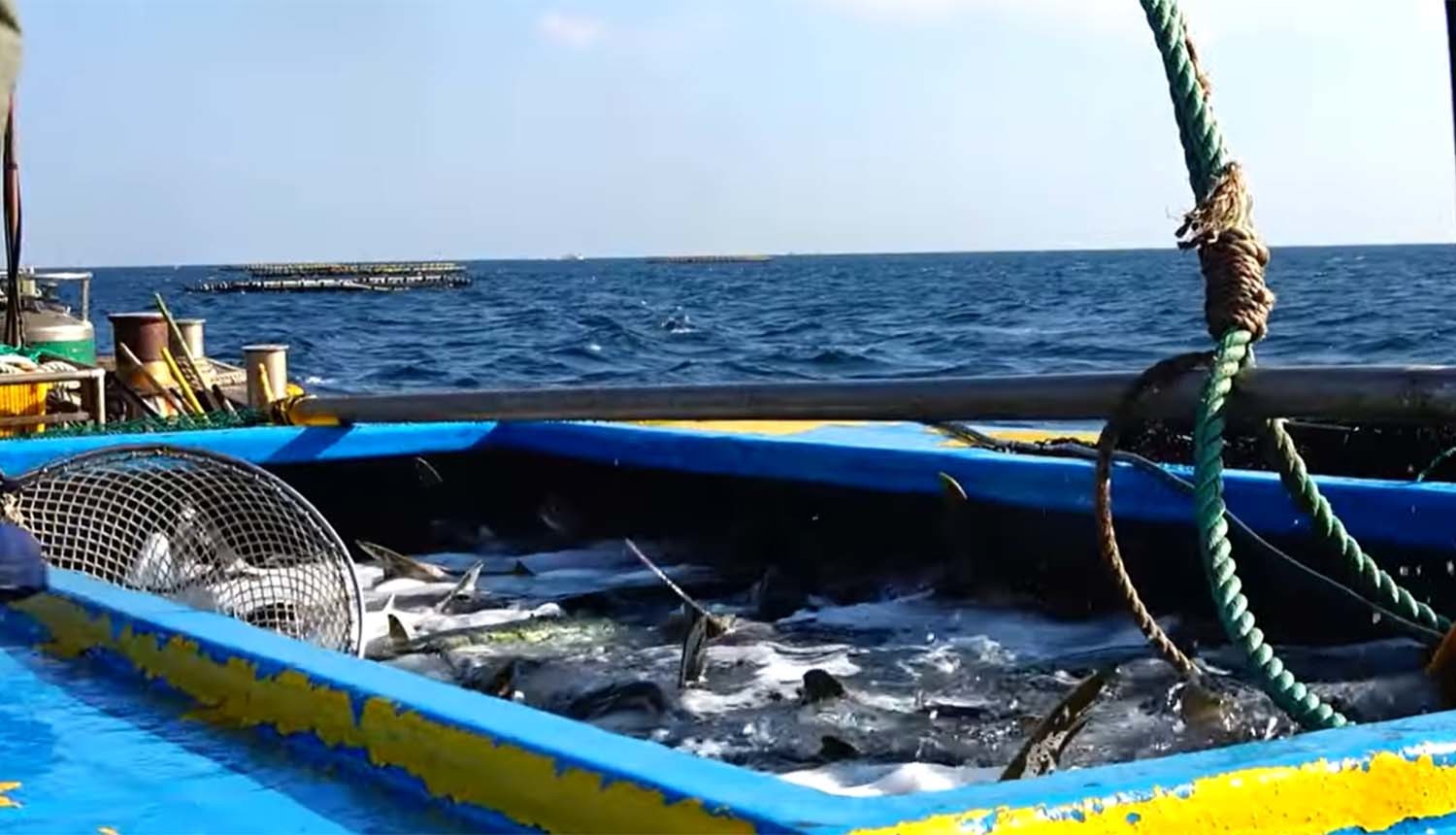 방어 축양장 / '생선의 명수' 유튜브