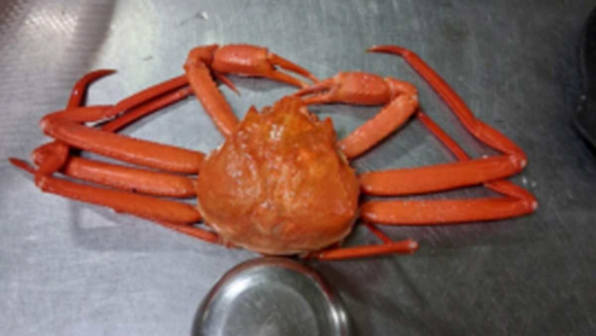 온라인 커뮤니티 캡처