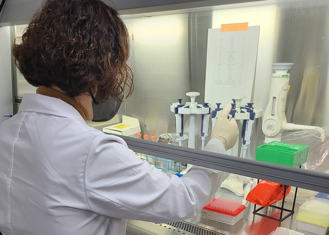 아프리카돼지열병 검사