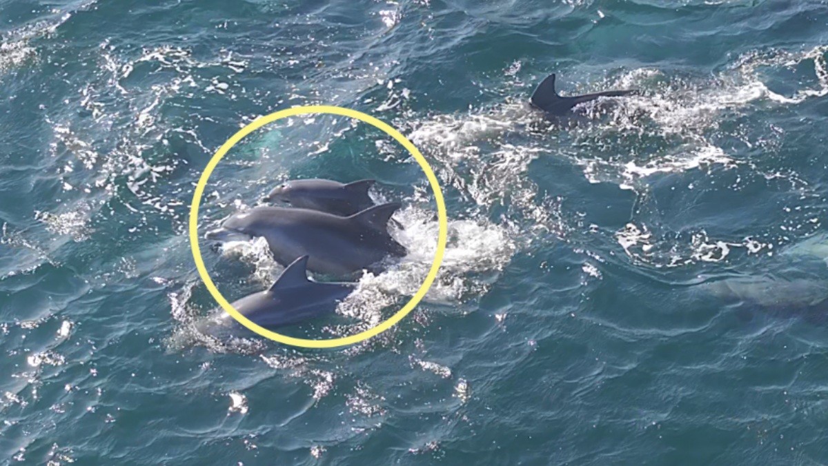 남방큰돌고래 춘삼이와 새끼 돌고래 / 다큐제주, 제주대학교 고래·해양생물보전연구센터 제공