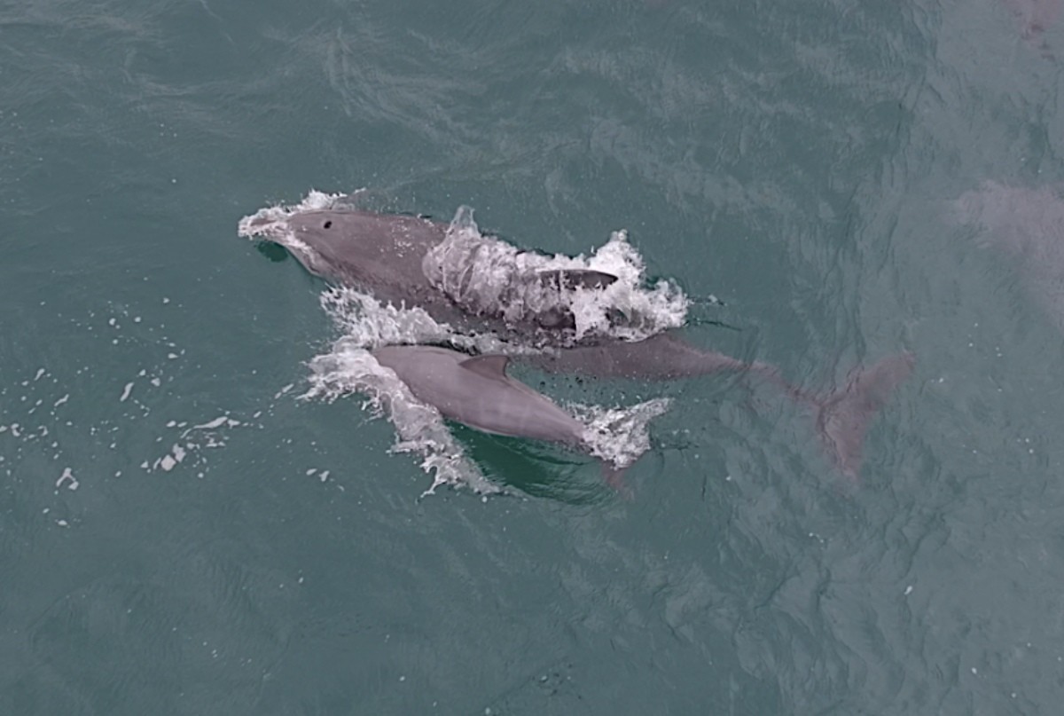 남방큰돌고래 춘삼이와 새끼 돌고래 / 다큐제주, 제주대학교 고래·해양생물보전연구센터 제공