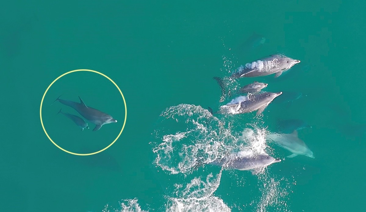 지난 11월 제주시 구좌읍 종달리 앞바다에서 남방큰돌고래 '춘삼이'가 새끼 돌고래와 함께 유영하는 모습이 목격됐다. 이 돌고래는 지난 2013년 수족관에서 자연으로 방류됐다. / 다큐제주, 제주대학교 고래·해양생물보전연구센터 제공