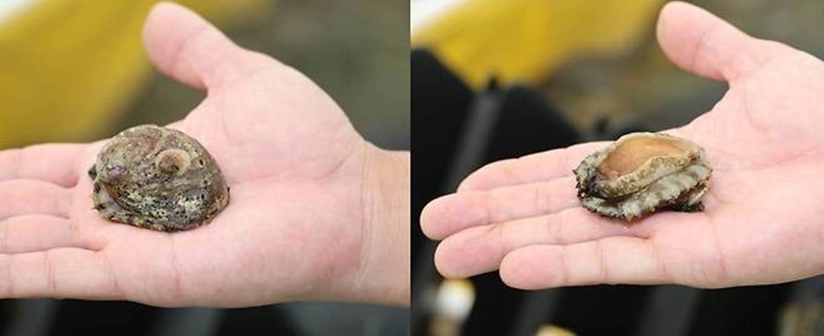 오분자기 / 연합뉴스