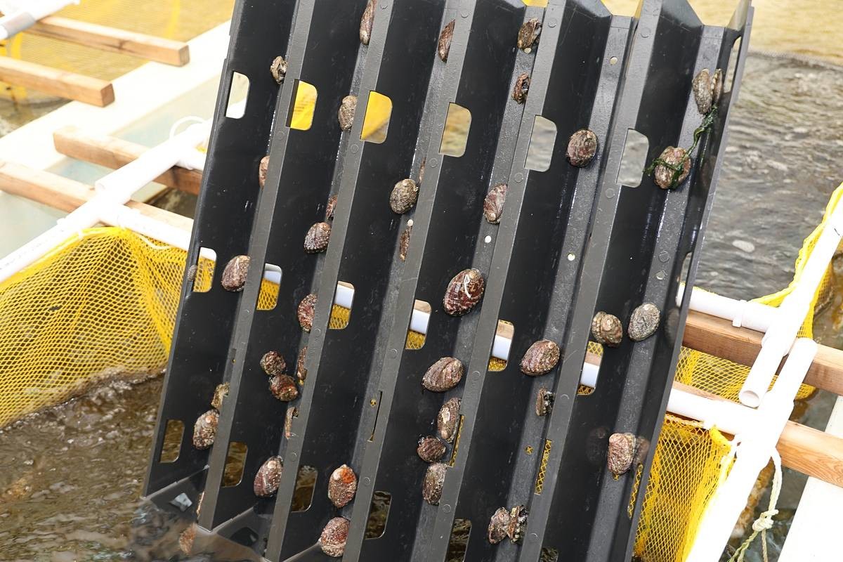 1년 된 오분자기 / 연합뉴스