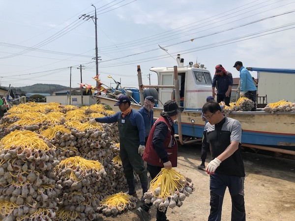 주꾸미 산란장인 피뿔고둥을 배에 옮겨 싣고 있다 / 고창군