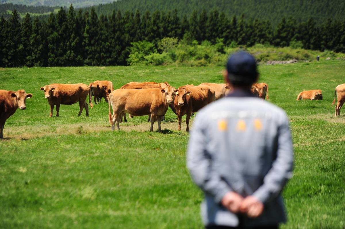 제주 한우 자료 사진 / 뉴스1