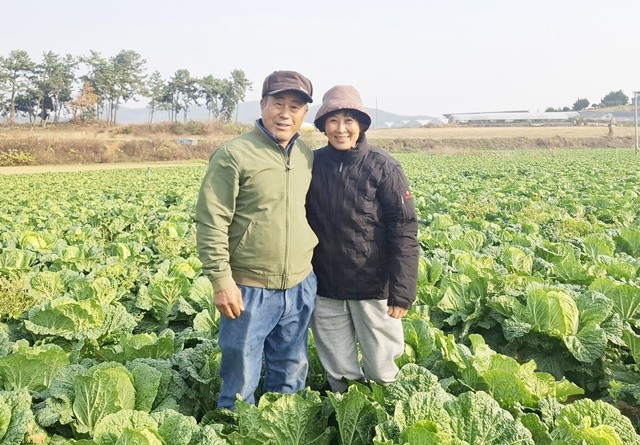 친환경농산물- 무안 현경면 갑수농장 무농약 배추(홍갑표 윤명숙 부부)