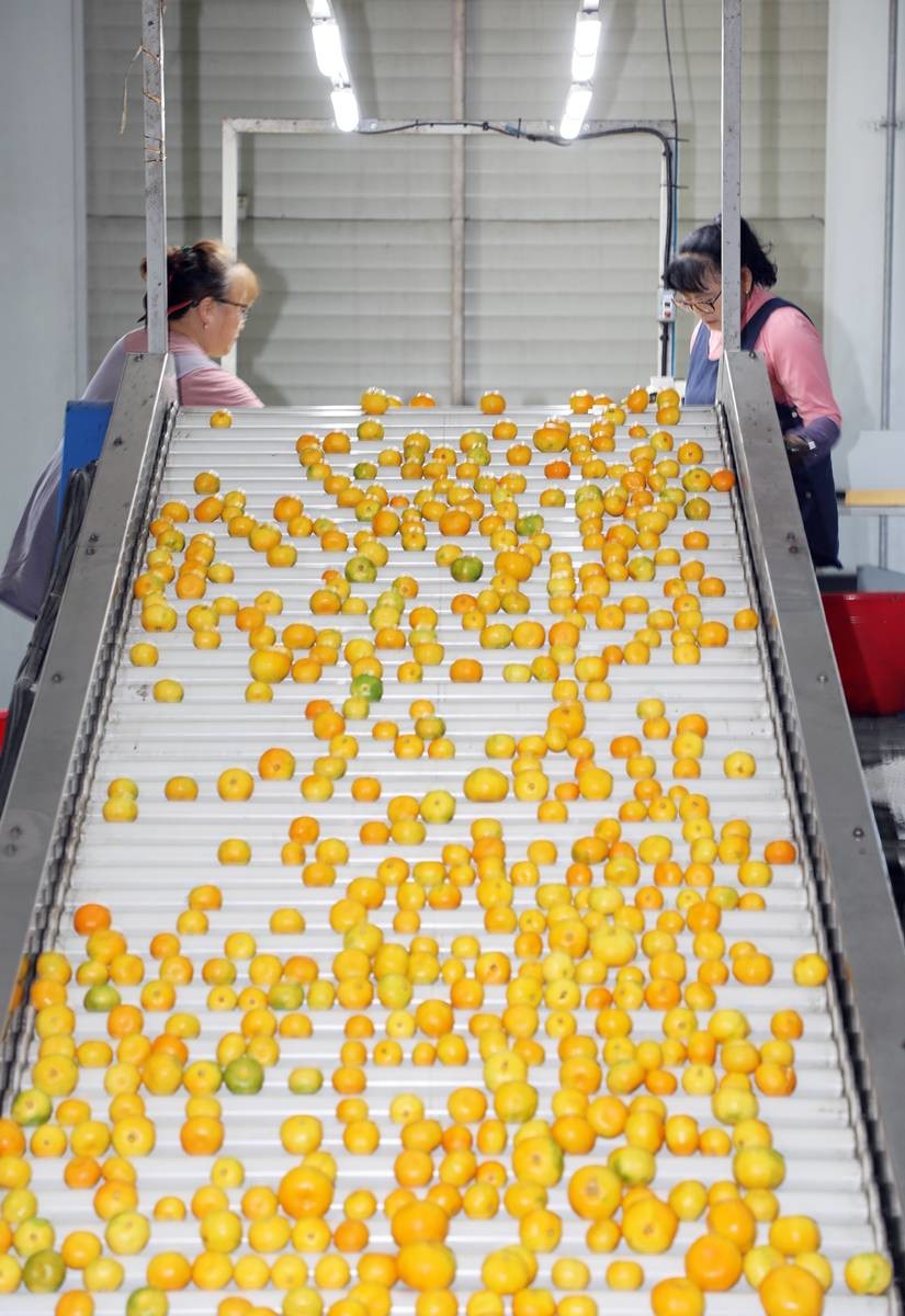 하우스감귤 출하 작업 / 뉴스1