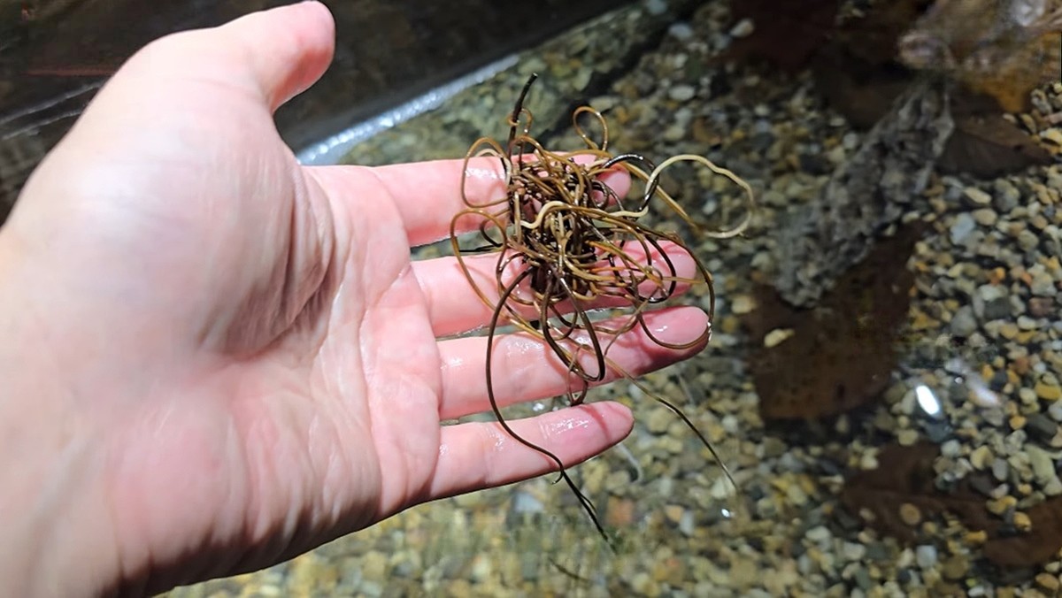 국내 계곡에서 잡은 연가시 / 유튜브 'TV생물도감'