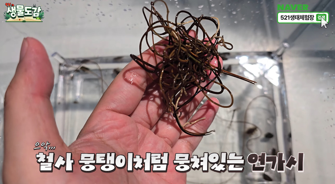 철사처럼 뭉쳐있는 연가시 / 유튜브 'TV생물도감'