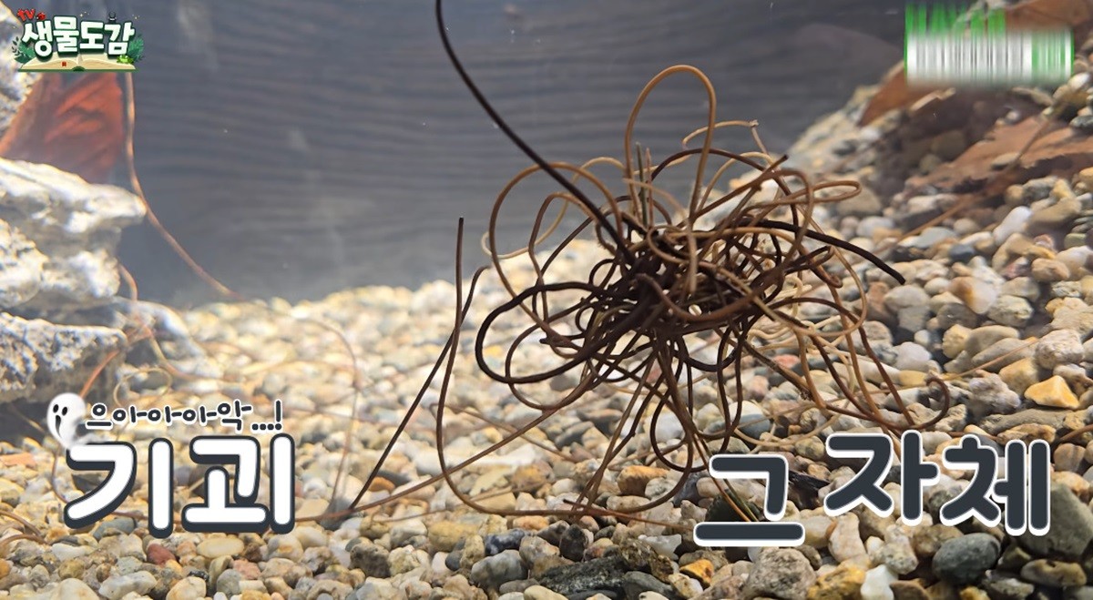 뭉쳐다니며 헤엄치는 연가시 / 유튜브 'TV생물도감'