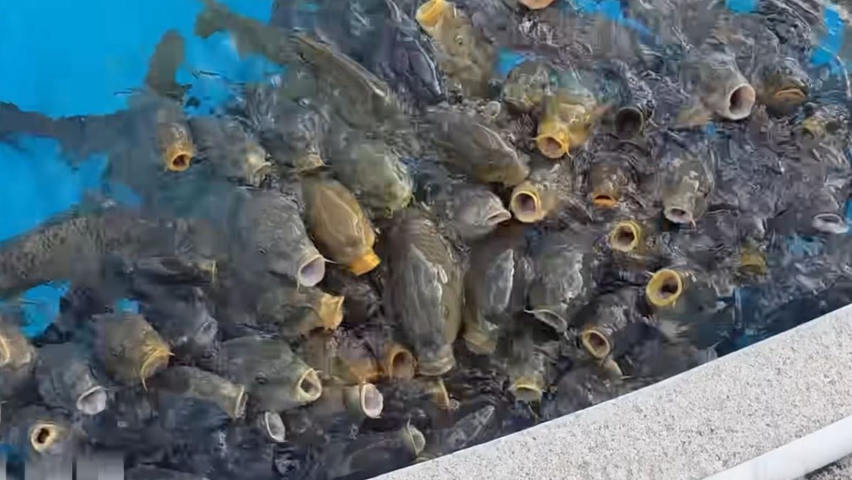 아쿠아리움 뒷 공간에서 발견된 '초어' 떼. / 유튜브 '정브르'