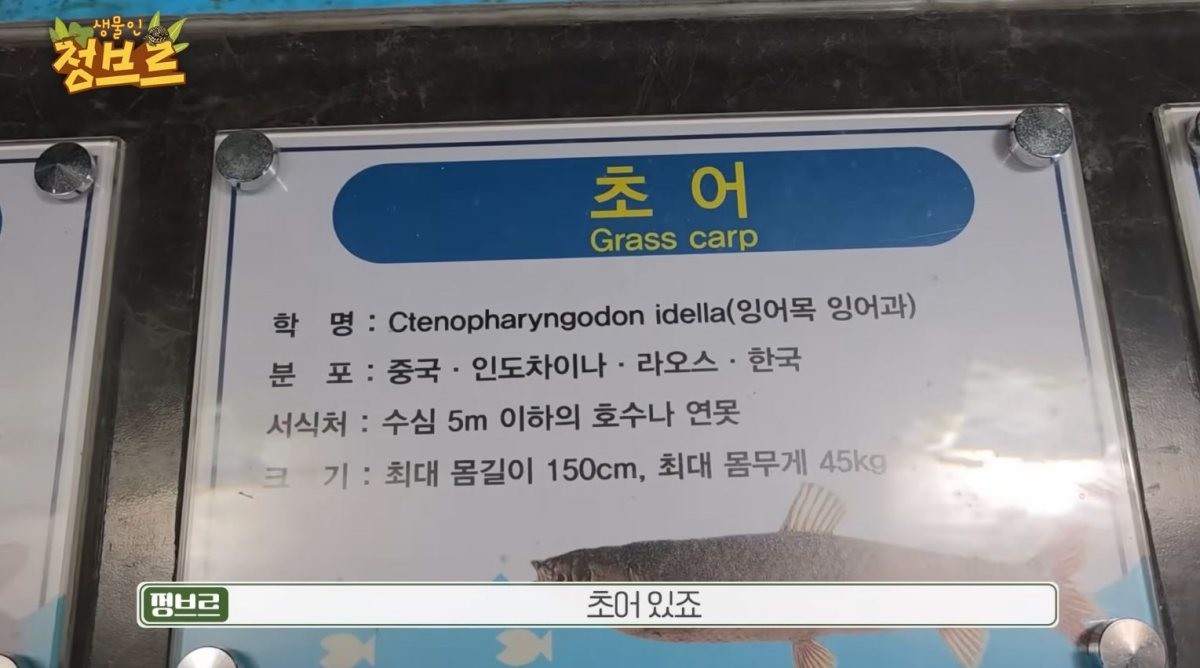 아쿠아리움 속 발견한 '초어' 관련 설명 / 유튜브 '정브르'