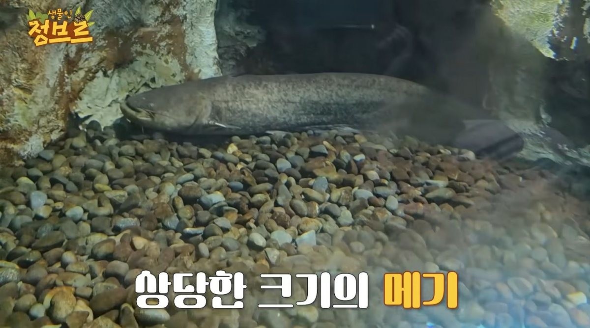 아쿠아리움에 있던 '메기' / 유튜브 '정브르'