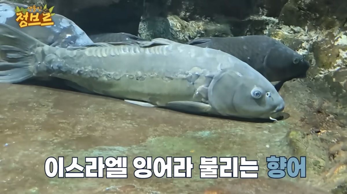 아쿠아리움에 있던 '향어'. / 유튜브 '정브르'