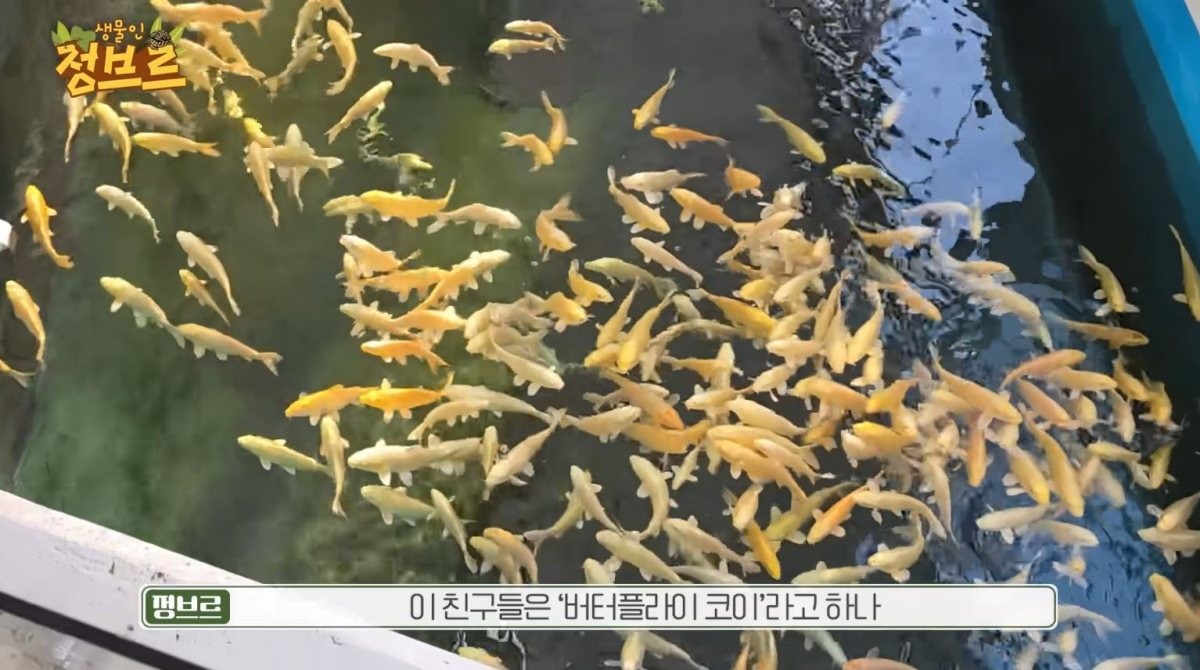 아쿠아리움에서 발견된 '버터플라이 코이'. / 유튜브 '정브르'